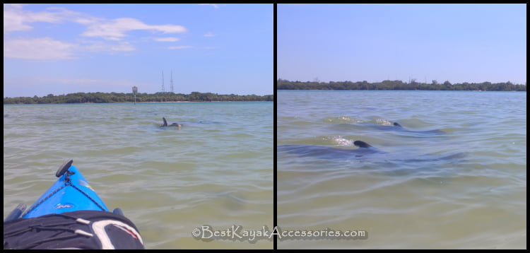 Dolphins at Shell Key in Saint Petersburg Florida ©2019 All rights reserved