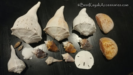 Lightning welk shells, cockle shells, conch shells, sand dollars st pete florida ©2019 All rights reserved