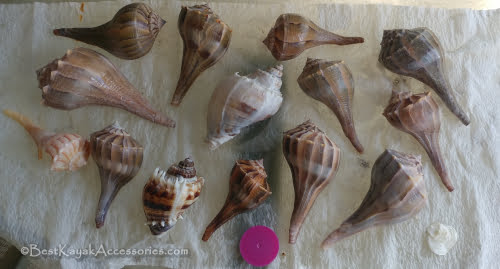 Lightning whelk shells from Shell Key after a bit of cleaning ©2019 All rights reserved.