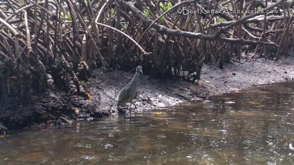 Bird on South Paddling Trail Cockroach Bay ©2019 All rights Reserved