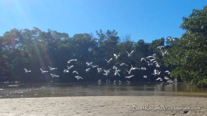 Birds on North Trail Cockroach Bay ©2019 All rights Reserved