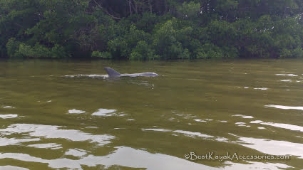 Dolphins in Big Pass Cockroach Bay ©2019 All rights Reserved