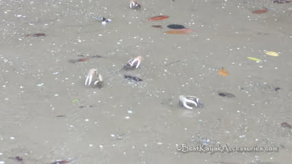 Fiddler Crabs on Beacon Key Cockroach Bay FL ©2019 All rights Reserved