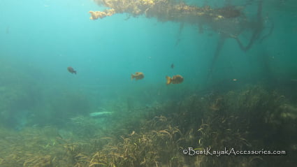 Snorkeling on Rainbow River ©2019 All rights Reserved