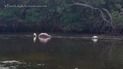 Spoonbills Cockroach Bay ©2019 All rights Reserved