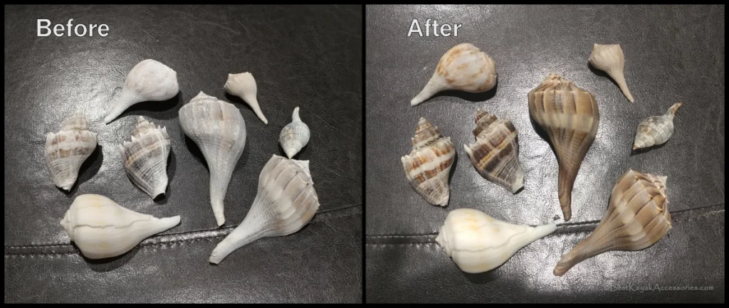 Seashell Restoration - Before mineral oil and After ©2020 Best Kayak Accessories