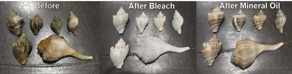 Seashell Restoration 3 step process ©2020 Best Kayak Accessories